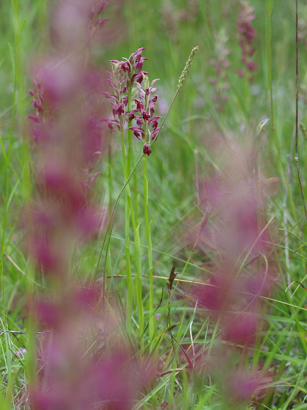 Anacamptis coriophora